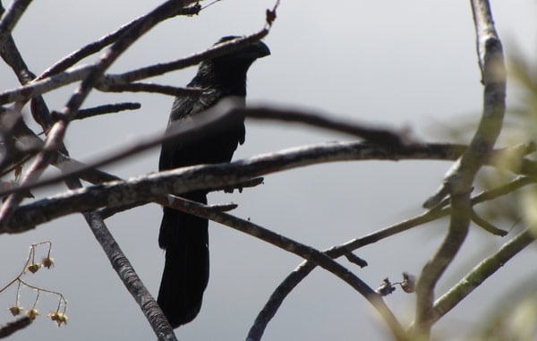 Smooth-billed Ani