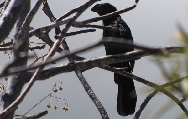 Smooth-billed Ani