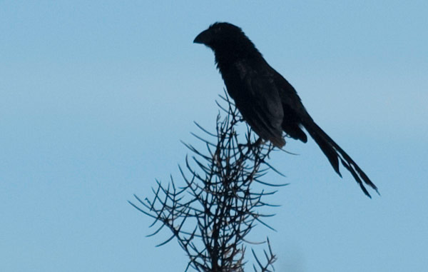 Smooth-billed Ani