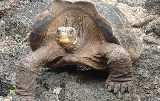 Giant Tortoise