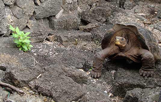 Giant Tortoise