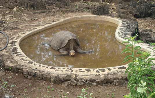 Giant Tortoise