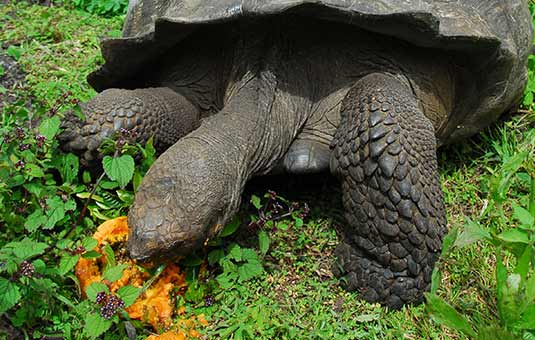 Giant Tortoise