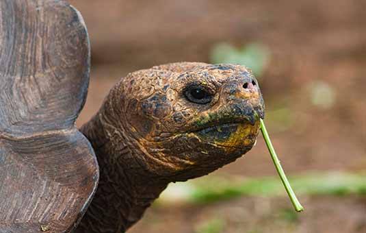 Giant Galapagos Tortoise