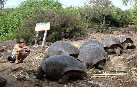 Giant Tortoise