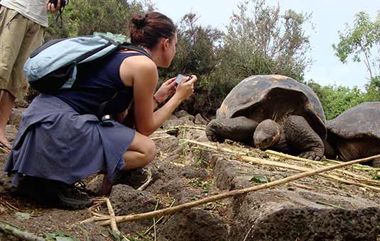 Giant Tortoise