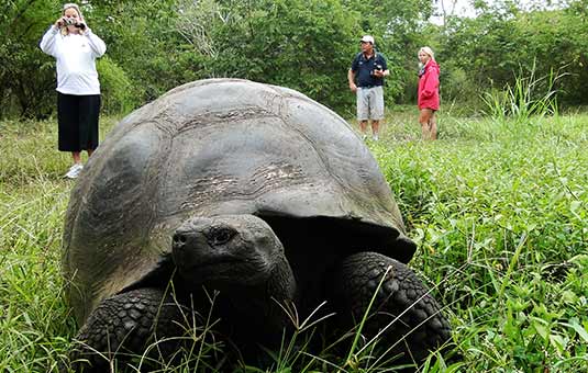 Giant Tortoise