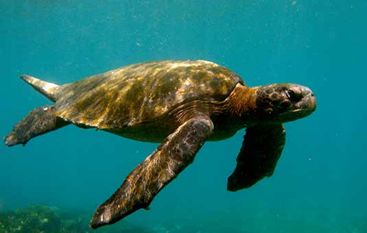 Sea Turtle