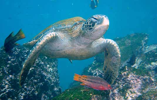 Sea Turtle