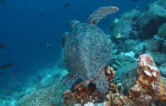 Sea Turtle