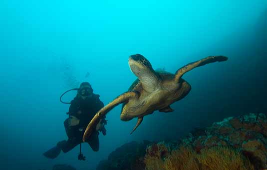 Sea Turtle