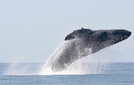 Humpback whale