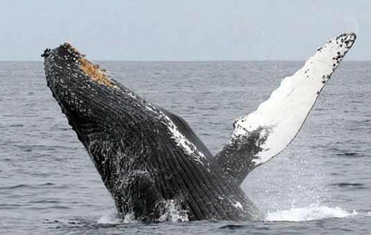 Humpback whale