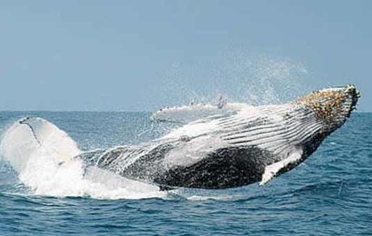 Humpback whale