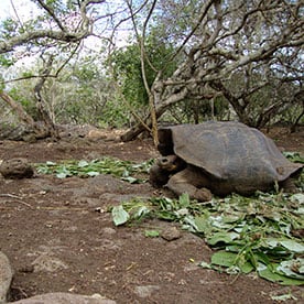 Santa Cruz Island