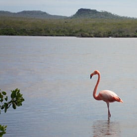 Floreana Island