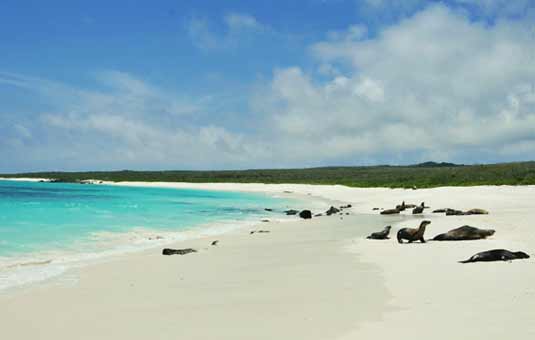 Gardner Bay - Española Island