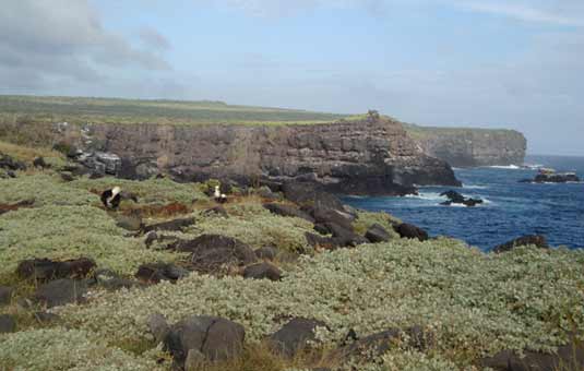 Suarez Point - Española Island