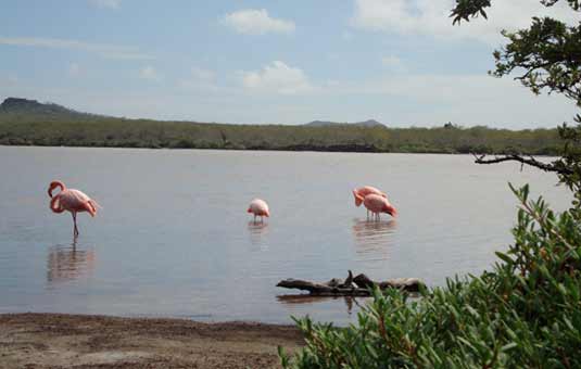 Cormorant Point - Floreana Island