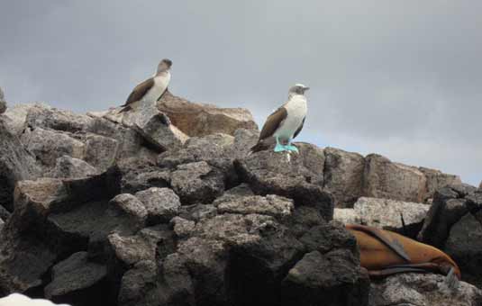 Cormorant Point