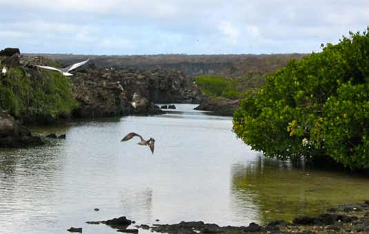 Darwin Bay