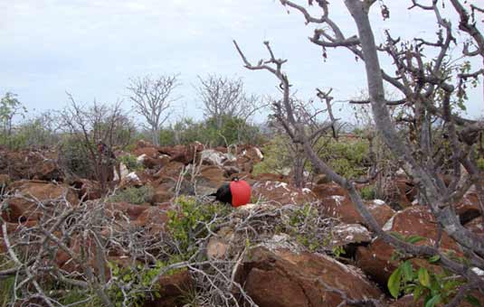 North Seymour Island