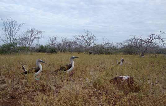 North Seymour Island