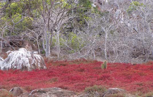 North Seymour Island