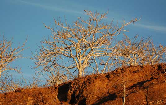 Palo Santo tree - Rabida Island