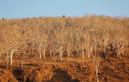 Rabida vegetation