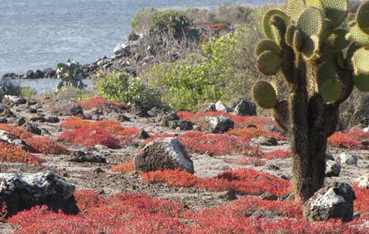 South Plaza Island