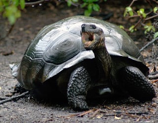 Galapagos Nature