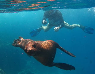 Galapagos underwater