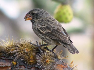 Galapagos National Park