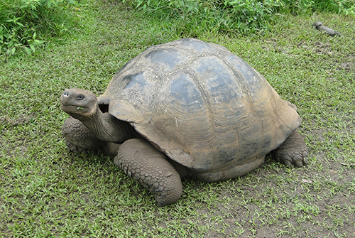 Galapagos National Park