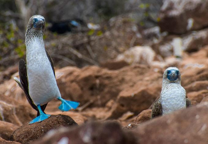 Galapagos Tour Reviews