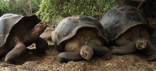 Galapagos Tortoises