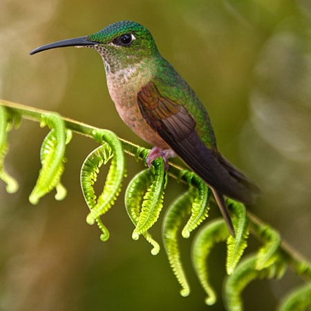 Mindo Cloud Forest Tour
