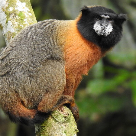 Napo Wildlife Center