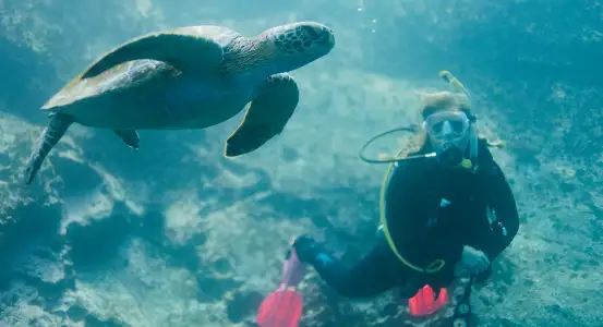 Galapagos Diving Tours