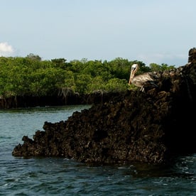 Black Turtle Cove