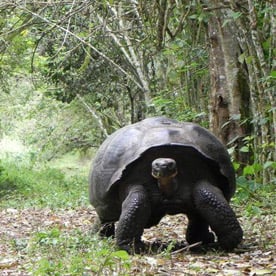 La Galapaguera