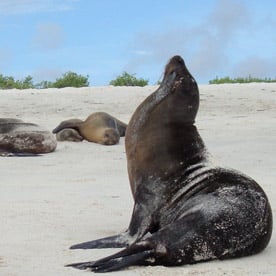 Lobos Island