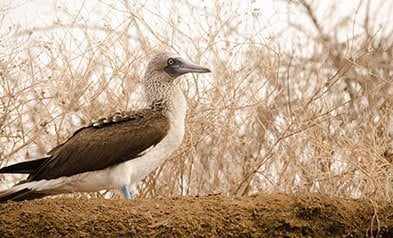 Galapagos Dry Season