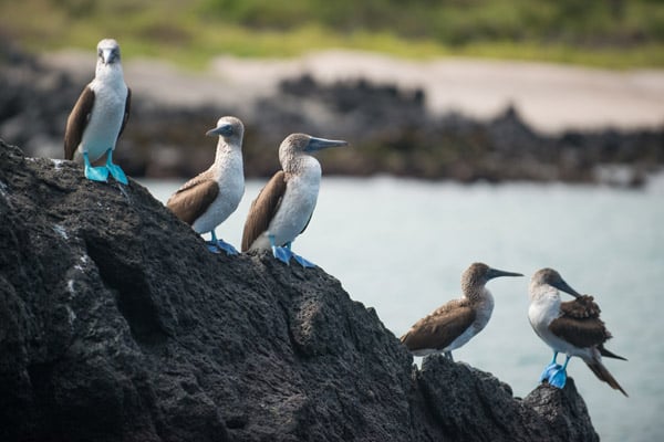 Blue-footed Boobies