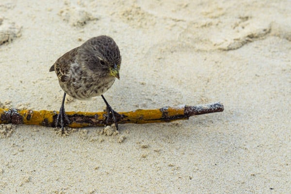 Galapagos Finch