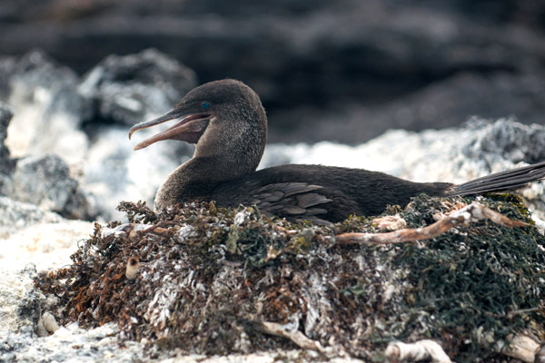 Flightless Cormorant