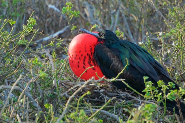 Frigatebird