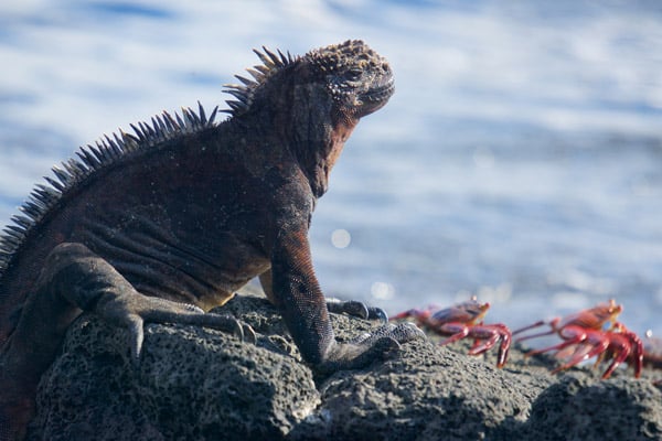 Marine Iguana