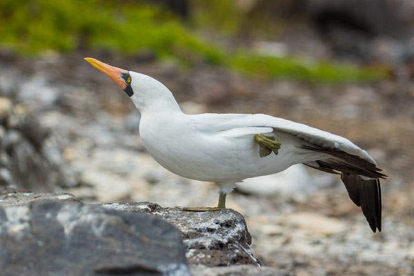 Nazca Booby